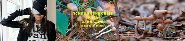 сатива Алексин